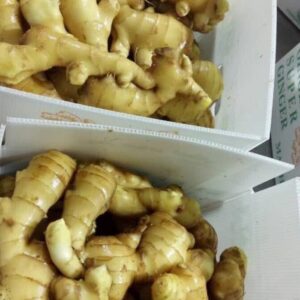 custom corrugated plastic boxes for Ginger - Image 4